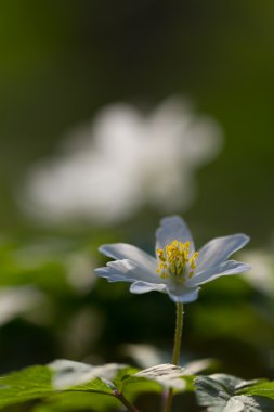 Beyaz ahşap anemon çiçeği