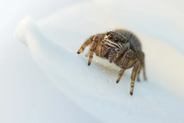 Evarcha arcuata J. Spider Macro Shot — стоковое фото