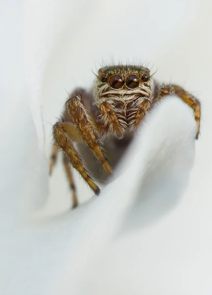 Evarcha arcuata Salto Spider Macro Shot — Foto Stock