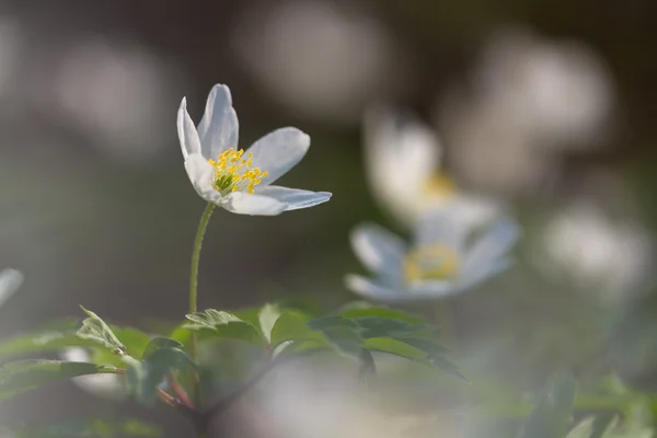 Flor anémona de madera blanca — Foto de Stock