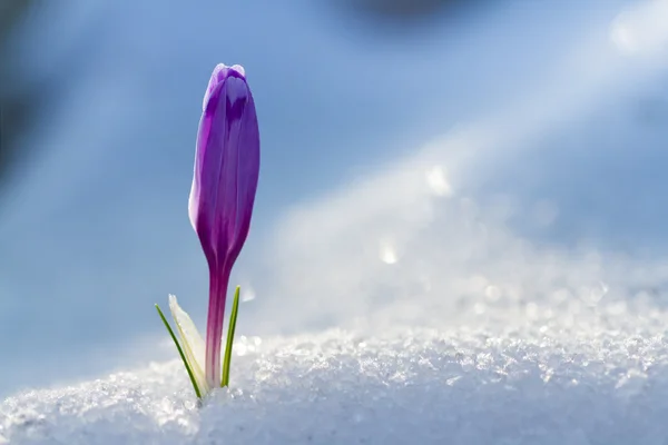 Вид на чарівні квітучі весняні квіти крупа, що росте зі снігу — стокове фото
