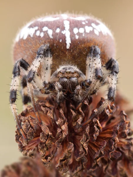 Павук Araneus на вільха конуси крупним планом — стокове фото