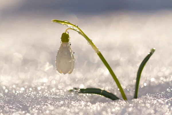 Galanthus nivalis, flores de la gota de nieve con bokeh hermoso — Foto de Stock