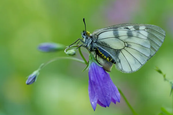 Apollon voilé (Parnassius mnemosyne) sur fleur — Photo