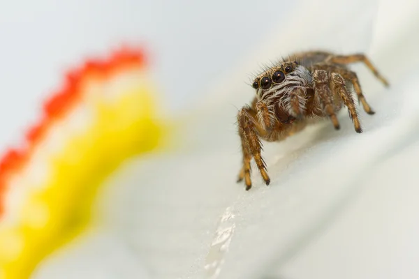 Evarcha arcuata J. Spider Macro Shot — стоковое фото