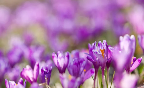 Field of magic blooming spring flowers crocus — Stock Photo, Image