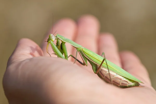 Mantis bileğinde eller üzerinde