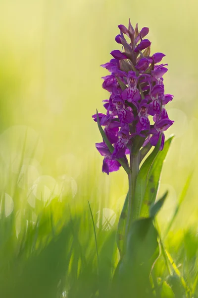 Flowered orchid  Dactylorhiza sambucina at a soft natural backgr Royalty Free Stock Photos