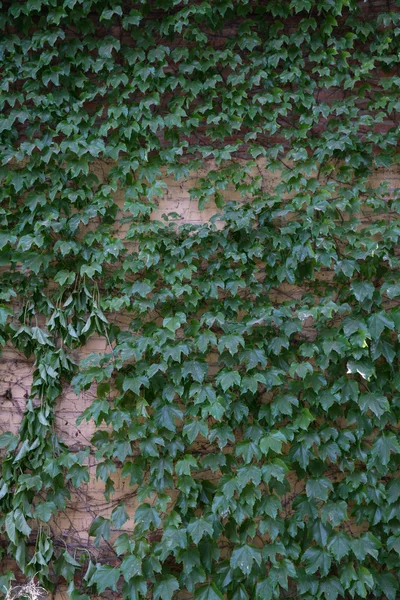 Green creeper plant — Stock Photo, Image