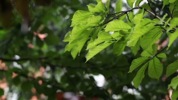 Folhas sob chuva — Vídeo de Stock