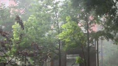  grove Rüzgar esiyor