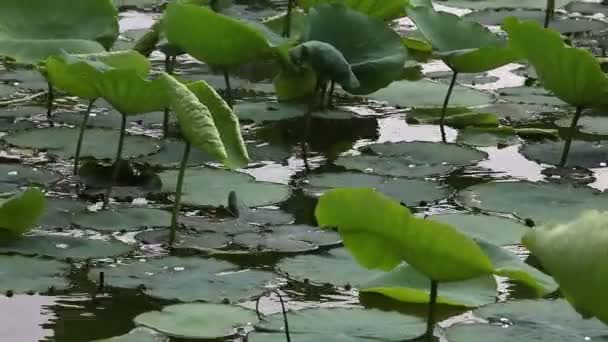 Lotus växer i en damm — Stockvideo