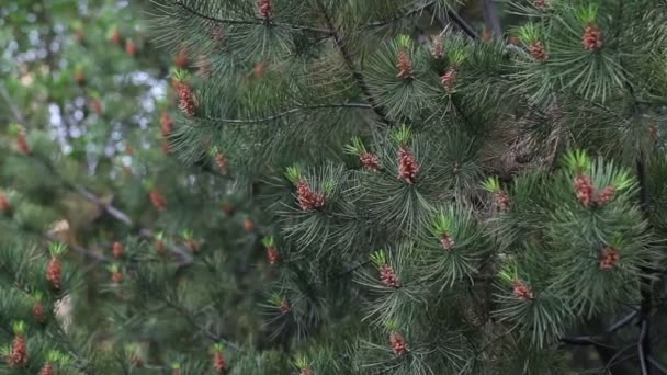 Ramas de pino balanceándose por el viento — Vídeo de stock