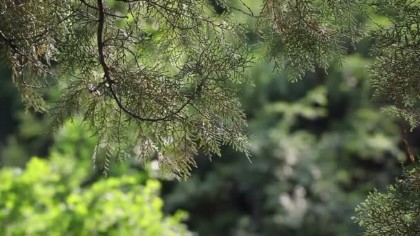 Macha na wietrze drzewa cyprysowego — Wideo stockowe