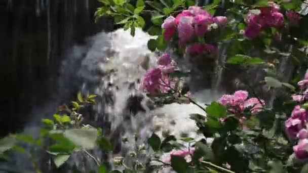 As flores que crescem na frente da cascata — Vídeo de Stock