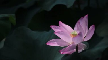 Arı uçan uzakta lotus çiçeği