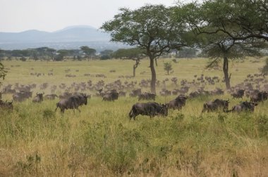 yaban hayatı kutsal alan