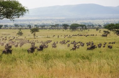 yaban hayatı kutsal alan