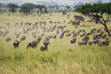 yaban hayatı kutsal alan