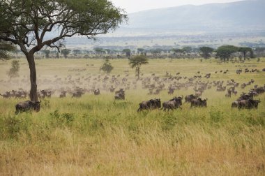 yaban hayatı kutsal alan