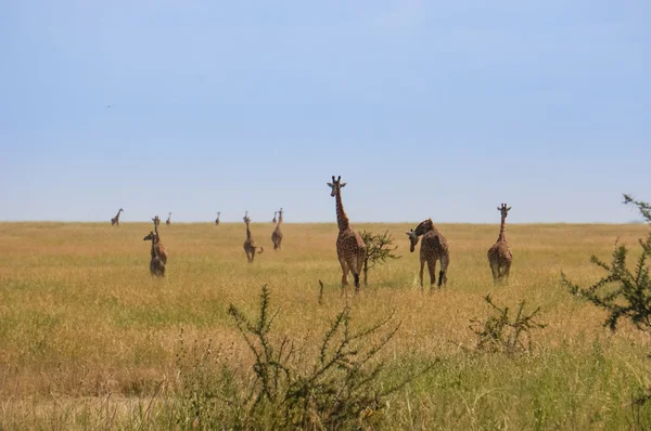 Nel santuario della fauna selvatica — Foto Stock