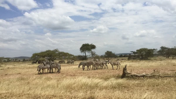 Zebra 's pastando em pastagens na África — Fotografia de Stock