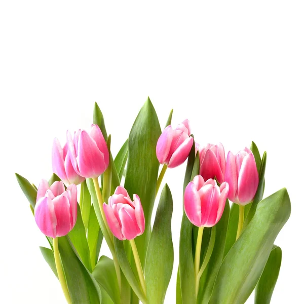 Pembe Laleler, Bahar çiçek