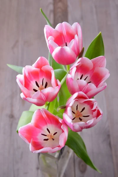 Tulips, spring flower. — Stock Photo, Image