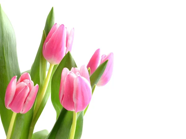 Pink tulips, spring flower — Stock Photo, Image