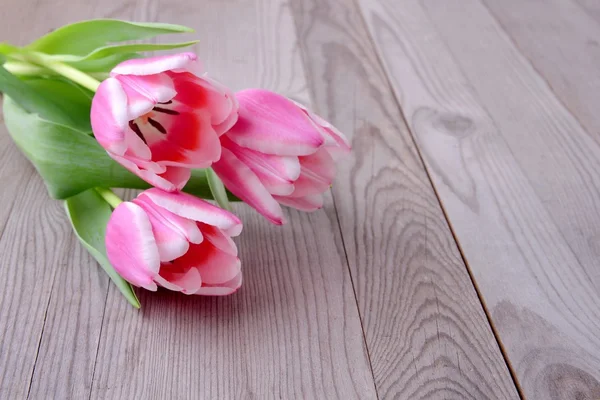 Tulips, spring flower. — Stock Photo, Image