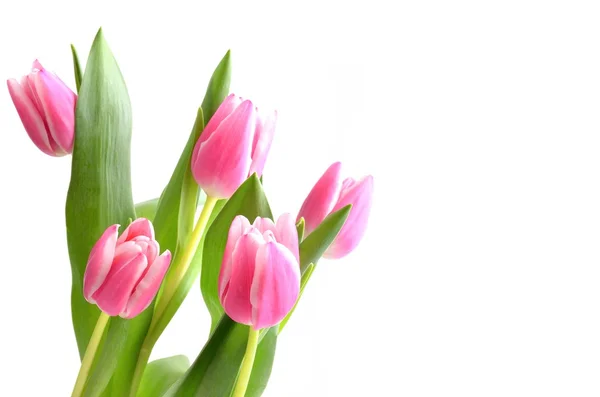 Pink tulips, spring flower — Stock Photo, Image