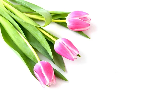 Pink tulips, spring flower — Stock Photo, Image