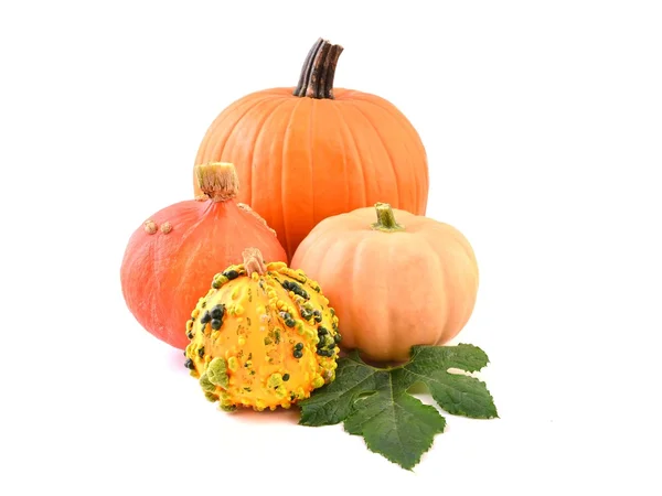 Pumpkins, vegetables and decoration. — Stock Photo, Image