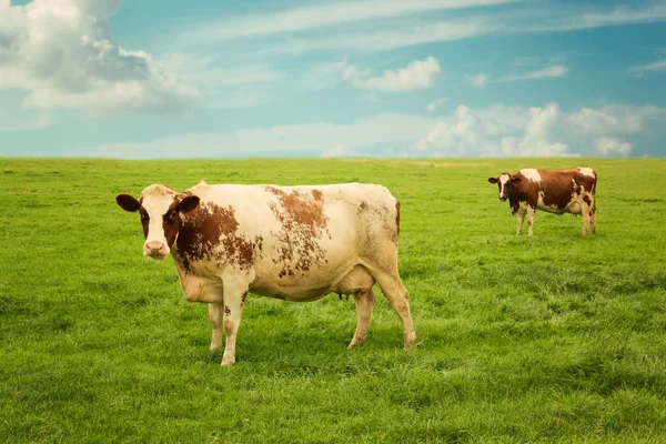 Vacas no verão grama verde — Fotografia de Stock