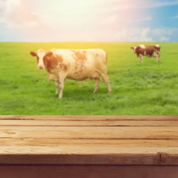 Поле фон з коровами — стокове фото