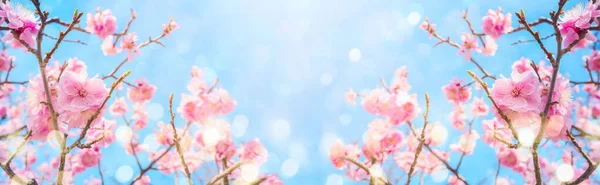 Beautiful Cherry Blossom Flowers Blurred Background Spring Season Concept — Stock Photo, Image