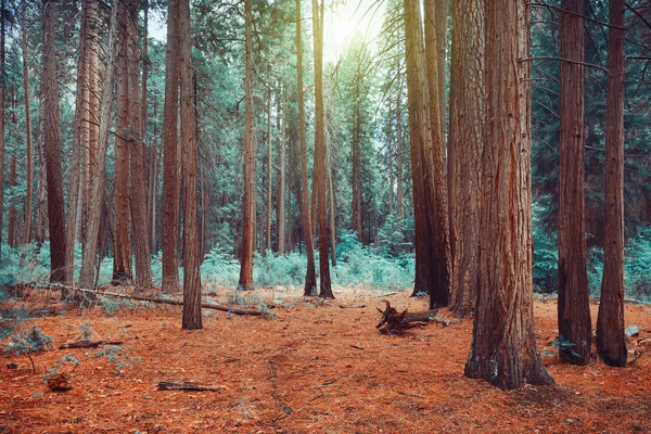 Floresta mágica de sonho — Fotografia de Stock