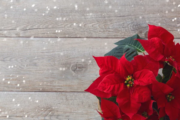 Christmas flower poinsettia — Stock Photo, Image