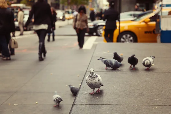 Pombos em Nova York stree Fotos De Bancos De Imagens