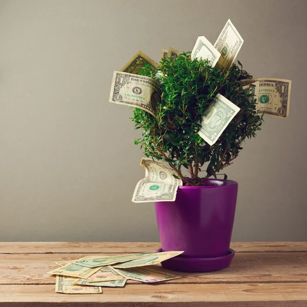 Tree plant with money — Stock Photo, Image