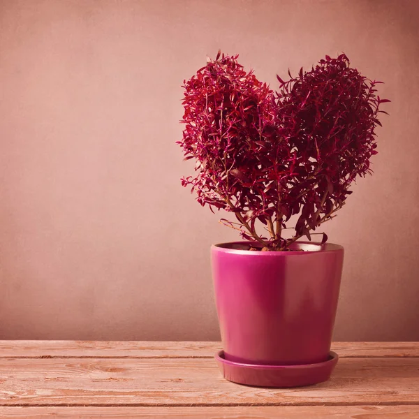 Rostlina tvar srdce — Stock fotografie