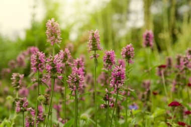 Çiçekli yaz bahçesi