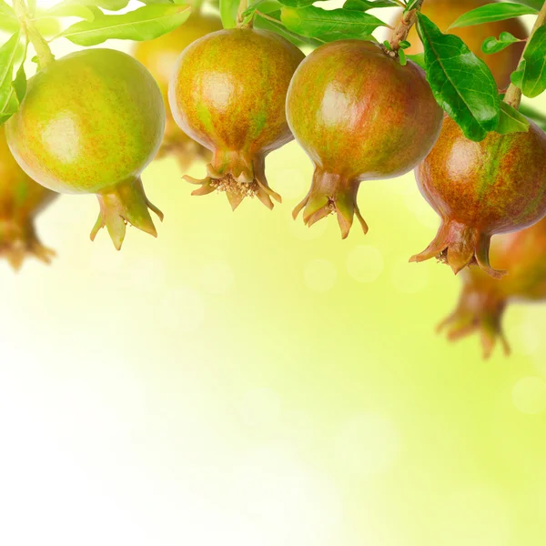 Nature background with pomegranate — Stock Photo, Image