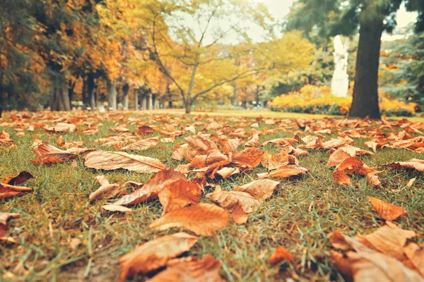 Autumn leaves on grass in Luxembourg Gardens — Stock Photo, Image