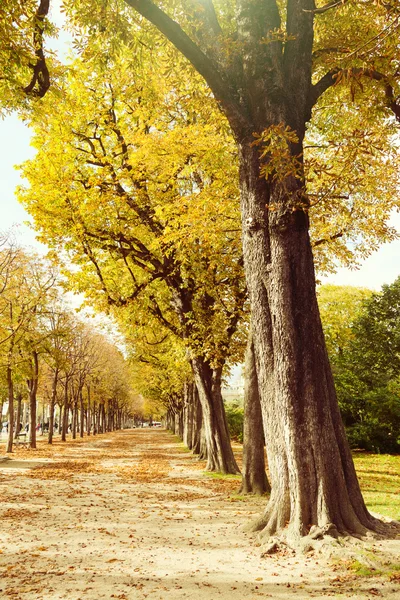 Autumn trees in Paris — Stock Photo, Image