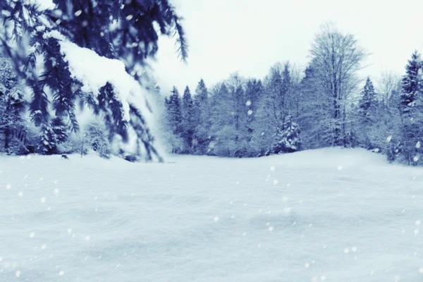 Зимний фон со снегом и соснами — стоковое фото