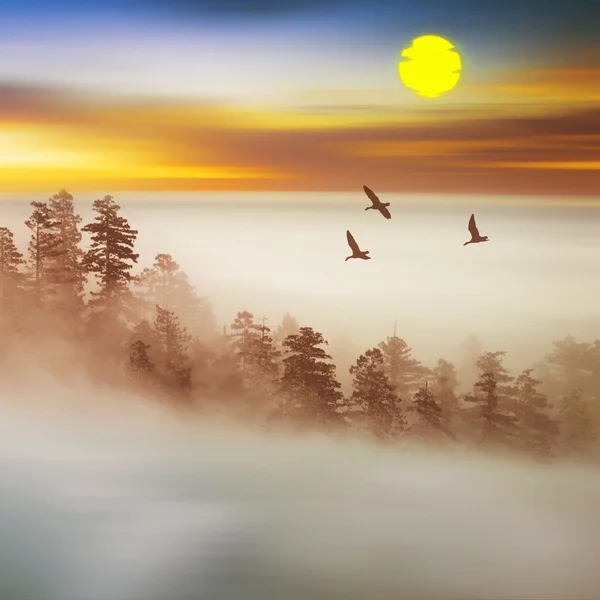 Beautiful  foggy landscape — Stock Photo, Image