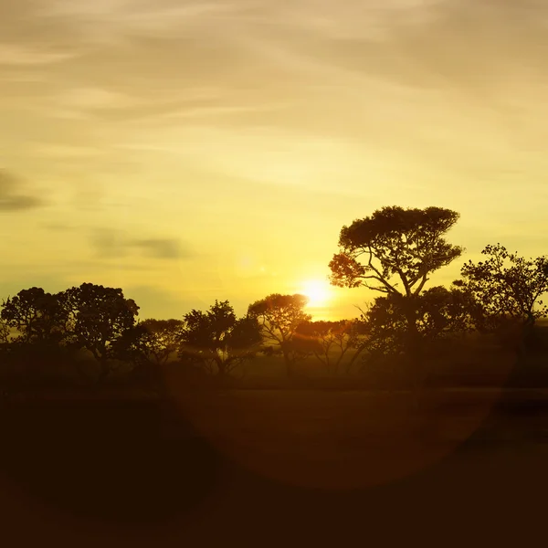 Latar belakang misterius matahari terbenam Savannah — Stok Foto