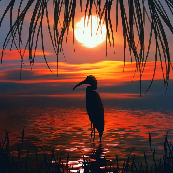 Tropische vogel silhouet over zonsondergang — Stockfoto