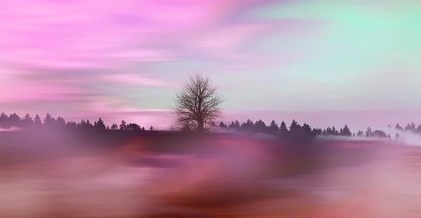 神秘的な霧の森風景 — ストック写真